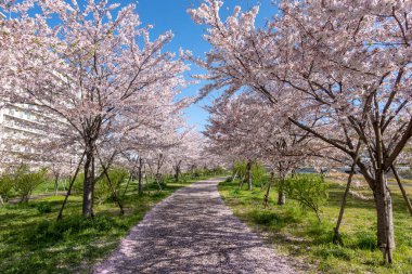 Japonya 'da kiraz çiçekleri, Tokyo