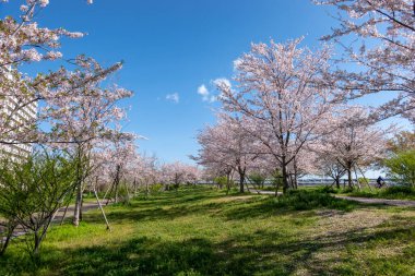 Japonya 'da kiraz çiçekleri, Tokyo
