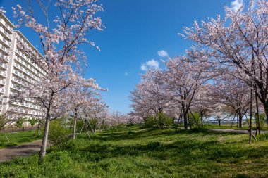 Japonya 'da kiraz çiçekleri, Tokyo