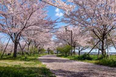 Japonya 'da kiraz çiçekleri, Tokyo