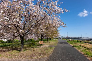 Japonya 'da kiraz çiçekleri, Tokyo