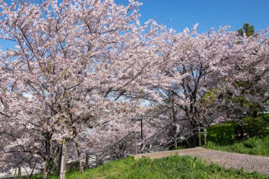 Japonya 'da kiraz çiçekleri, Tokyo