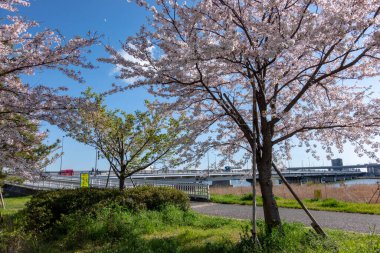 Japonya 'da kiraz çiçekleri, Tokyo