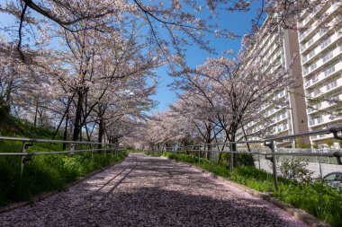 Japonya 'da kiraz çiçekleri, Tokyo