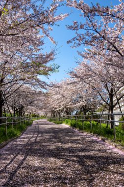 Japonya 'da kiraz çiçekleri, Tokyo