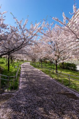 Japonya 'da kiraz çiçekleri, Tokyo