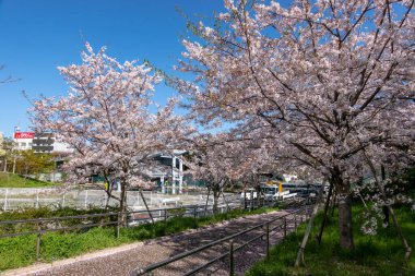 Japonya 'da kiraz çiçekleri, Tokyo