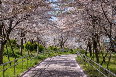 Japonya 'da kiraz çiçekleri, Tokyo