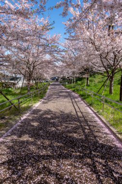 Japonya 'da kiraz çiçekleri, Tokyo