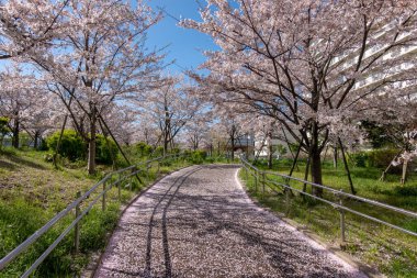 Japonya 'da kiraz çiçekleri, Tokyo