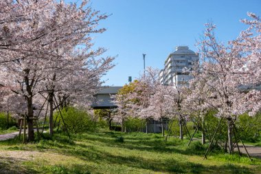 Japonya 'da kiraz çiçekleri, Tokyo