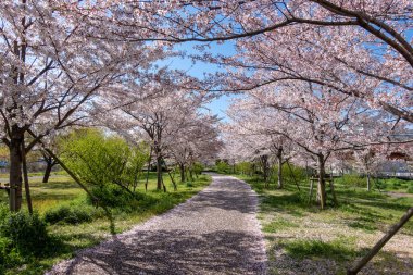 Japonya 'da kiraz çiçekleri, Tokyo