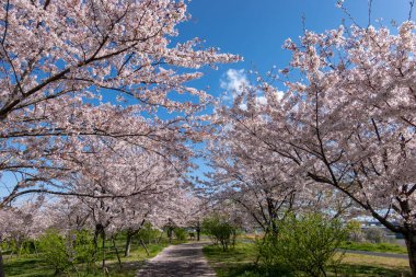 Japonya 'da kiraz çiçekleri, Tokyo