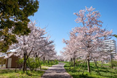 Japonya 'da kiraz çiçekleri, Tokyo