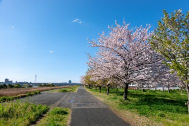 Japonya 'da kiraz çiçekleri, Tokyo