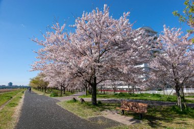 Japonya 'da kiraz çiçekleri, Tokyo