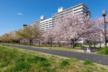 Japonya 'da kiraz çiçekleri, Tokyo