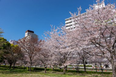 Japonya 'da kiraz çiçekleri, Tokyo