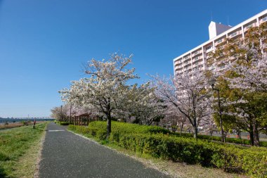 Japonya 'da kiraz çiçekleri, Tokyo