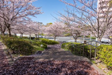 Japonya 'da kiraz çiçekleri, Tokyo