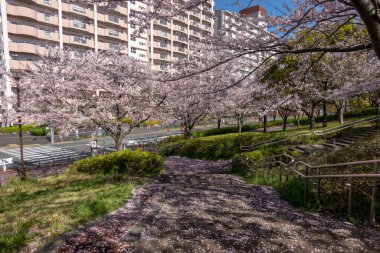 Japonya 'da kiraz çiçekleri, Tokyo