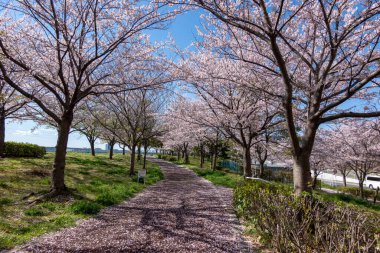 Japonya 'da kiraz çiçekleri, Tokyo
