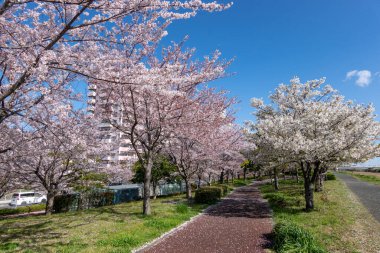 Japonya 'da kiraz çiçekleri, Tokyo