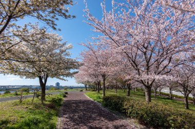 Japonya 'da kiraz çiçekleri, Tokyo