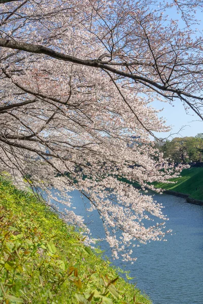 Kirschblüten Japan Tokio — Stockfoto