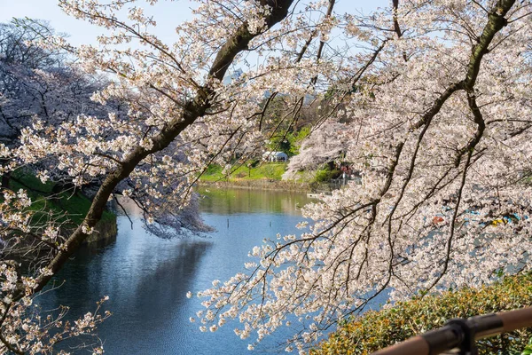 Körsbärsblommor Japan Tokyo — Stockfoto