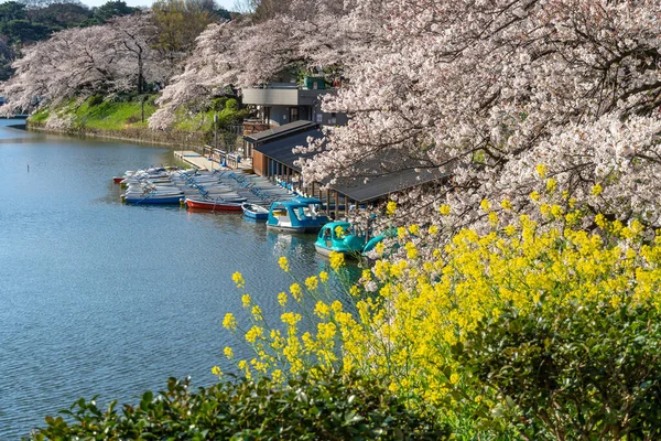 Cherry Blossoms Japan Tokyo — Stock Photo, Image