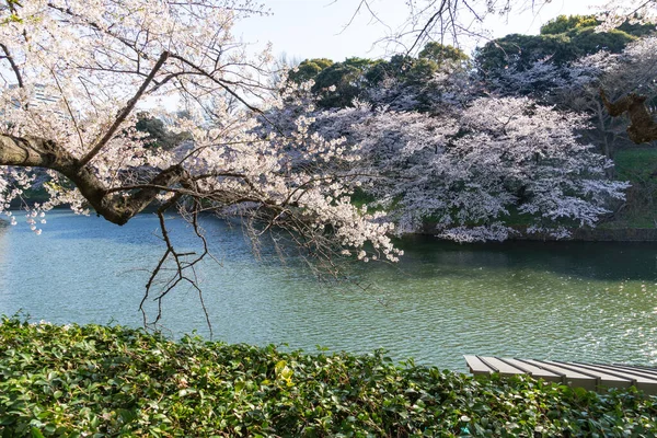 Körsbärsblommor Japan Tokyo — Stockfoto