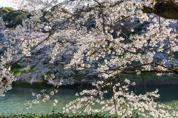 东京的樱花 — 图库照片