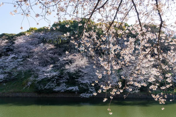 Körsbärsblommor Japan Tokyo — Stockfoto