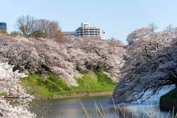 Kwiat Wiśni Japonii Tokio — Zdjęcie stockowe