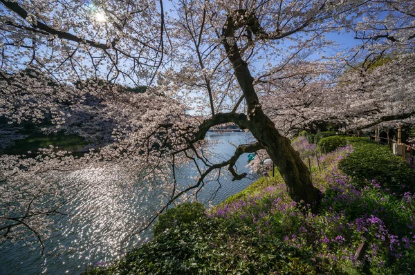 Cherry Blossoms Japan Tokyo — Stock Photo, Image