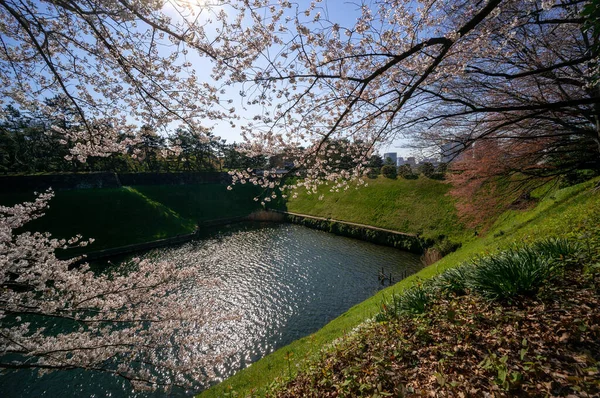 Kirschblüten Japan Tokio — Stockfoto