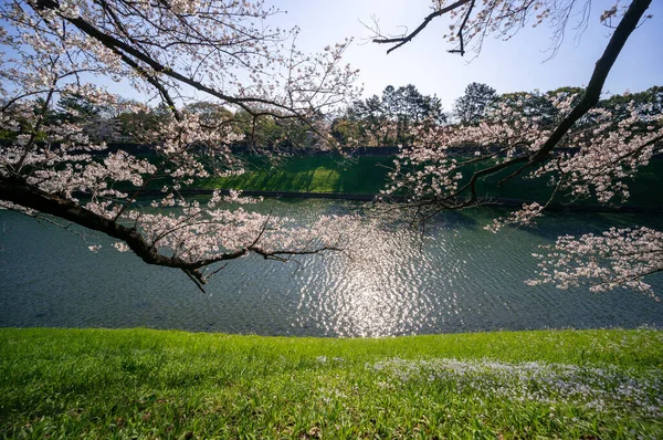 Kirschblüten Japan Tokio — Stockfoto