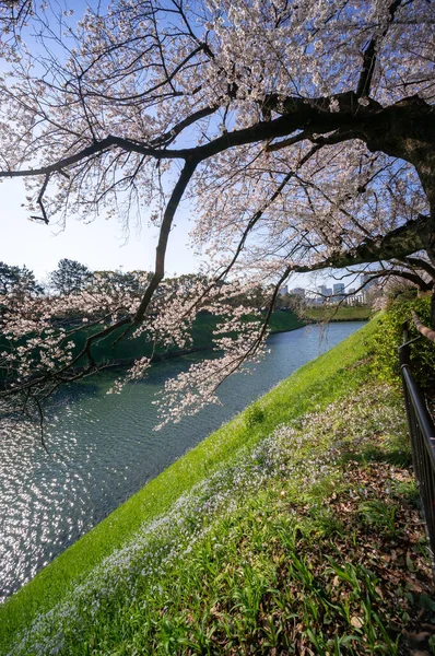 Kirschblüten Japan Tokio — Stockfoto