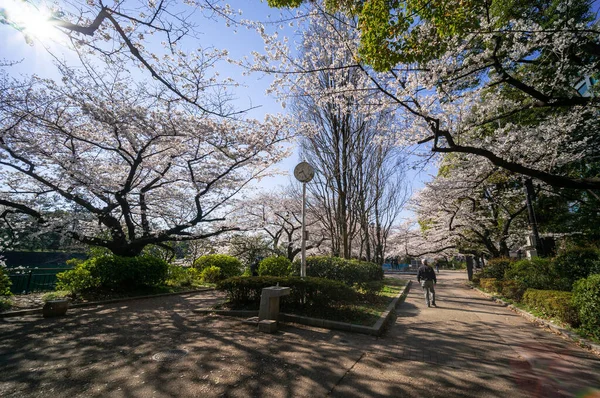 Цветение Сакуры Японии Токио — стоковое фото