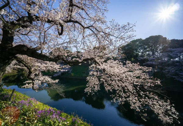 Körsbärsblommor Japan Tokyo — Stockfoto