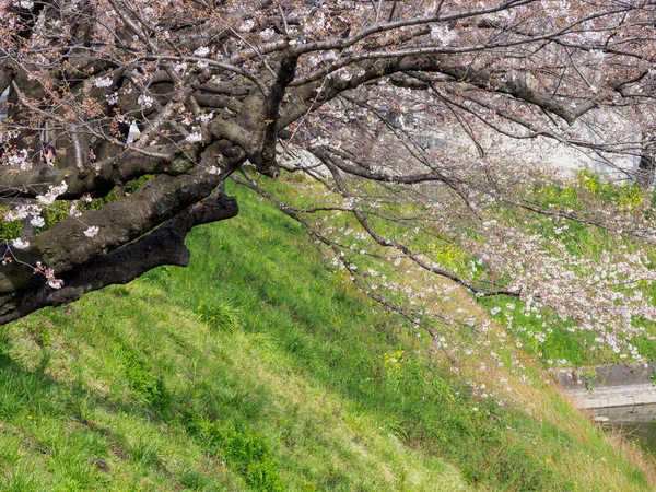 東京の桜 — ストック写真