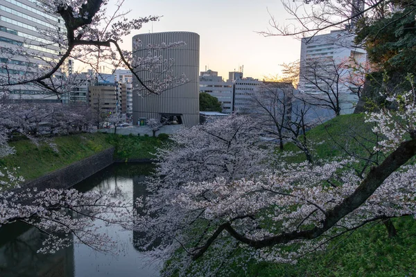 Flores Cerezo Japón Tokio —  Fotos de Stock