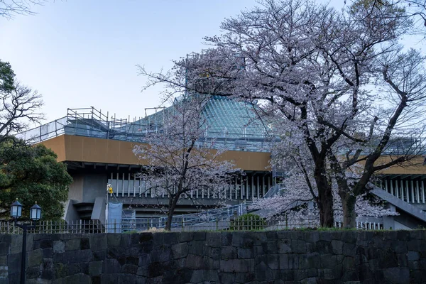 Třešňové Květy Japonsku Tokio — Stock fotografie