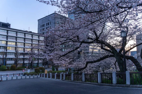 東京の桜 — ストック写真