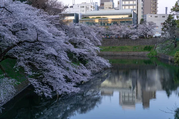 東京の桜 — ストック写真