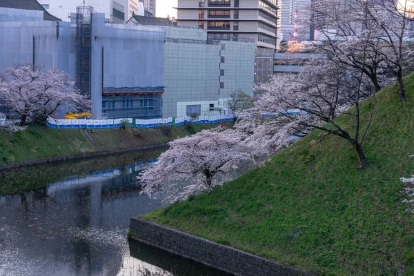 Cherry Blossoms Japan Tokyo — Stock Photo, Image
