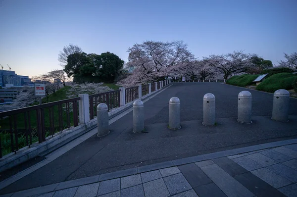 Třešňové Květy Japonsku Tokio — Stock fotografie