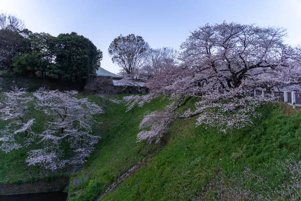 Kirschblüten Japan Tokio — Stockfoto