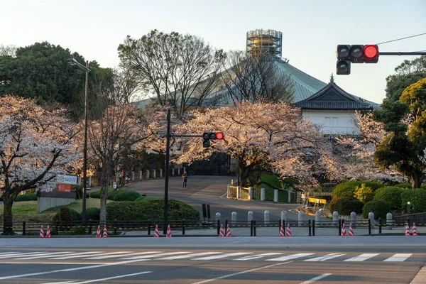 Fleurs Cerisier Tokyo Tokyo — Photo